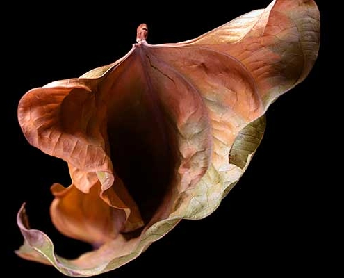 نگران تیرگی لابیاهای خود نباشید